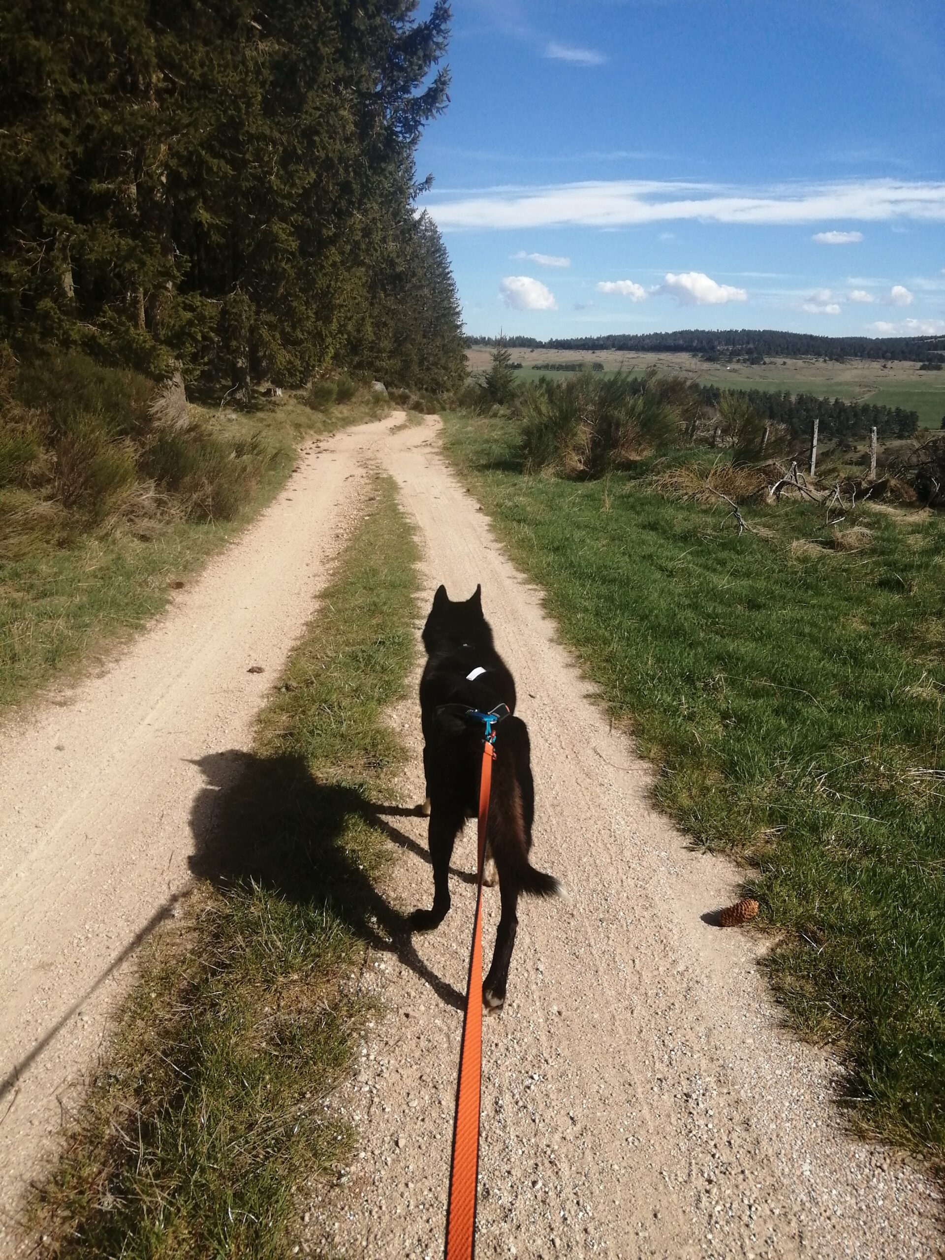 cani rando